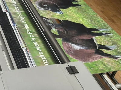 Park Krajobrazowy Chełmy – muflony na łące, tablice i szyldy reklamowe